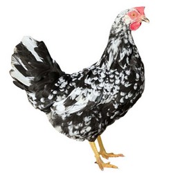 Dominant Leghorn D601